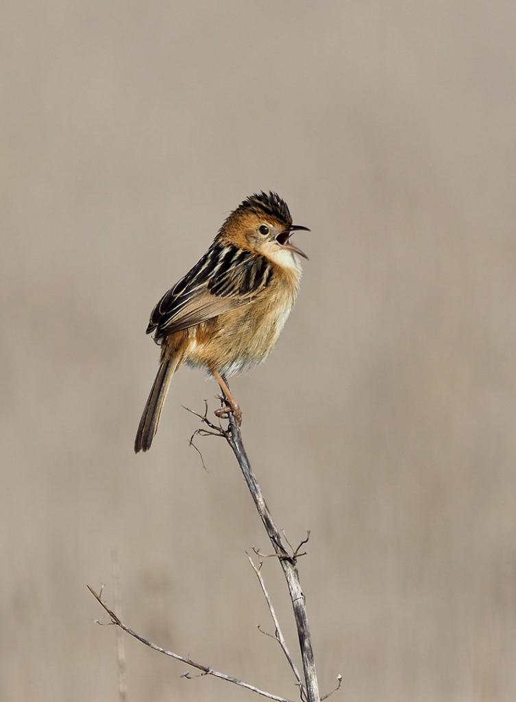 Winter Song by Diane Peters