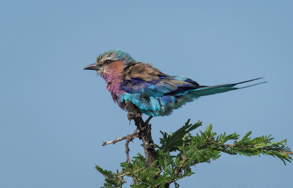 Lilac-breasted Roller by Mich Iida