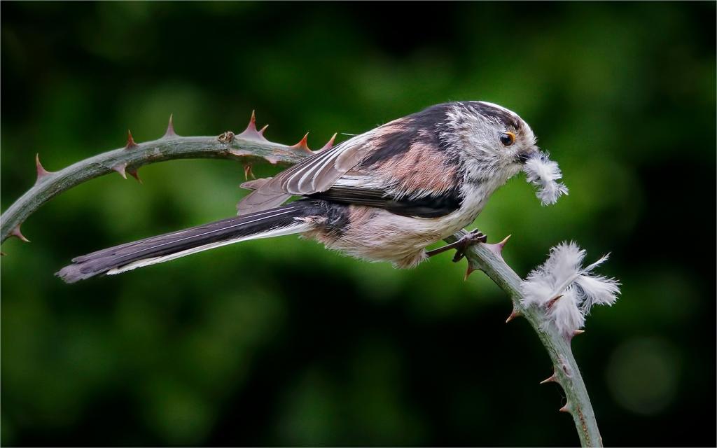Long Tailed Tit with White Feather by David Adamson - CCC