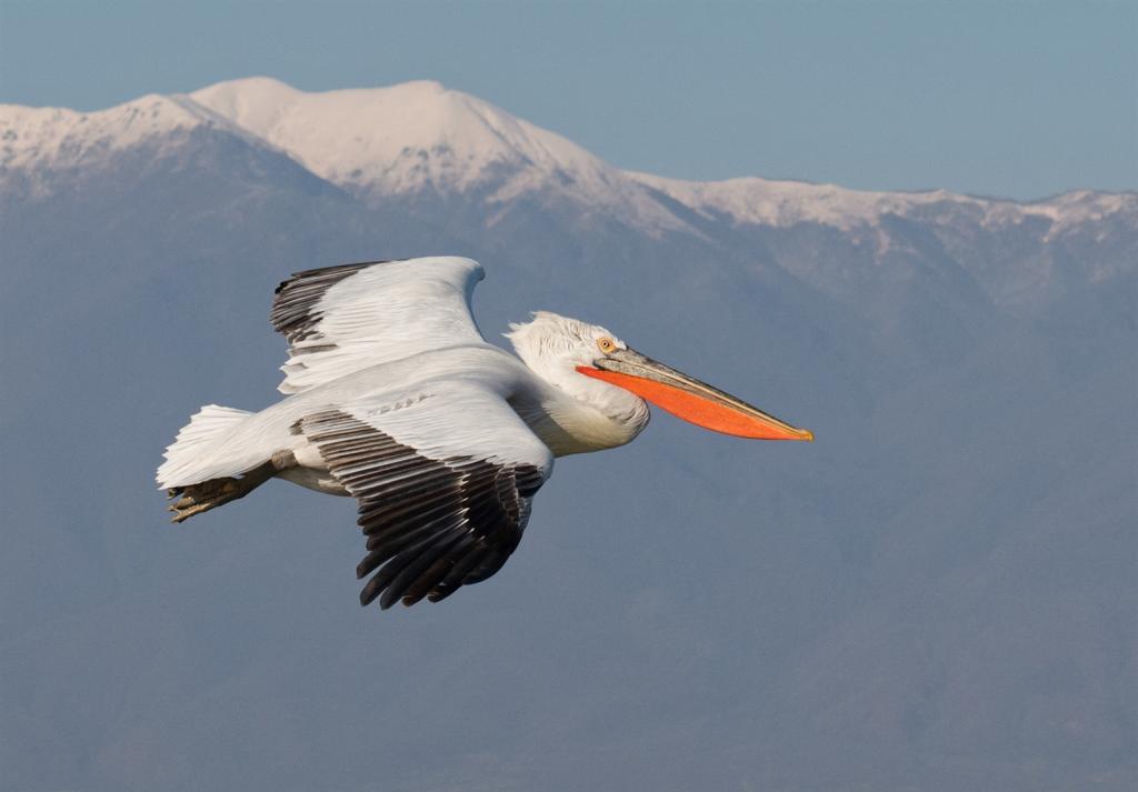 Dalmatian Pelican Soaring by Karin Wilson - CCC