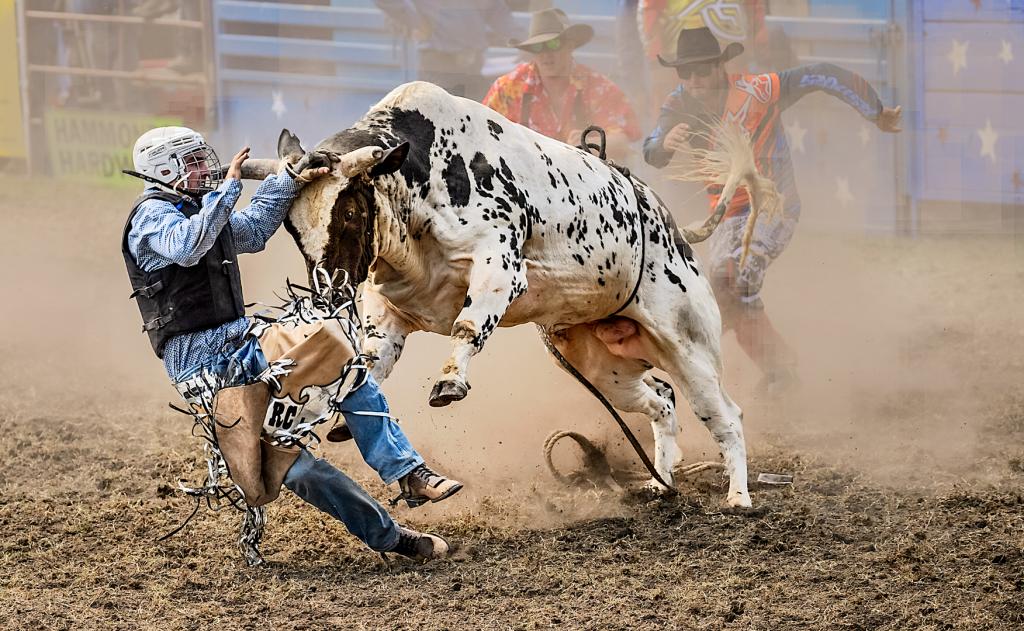The Bull Usually Wins by Peter Calder - SSPS