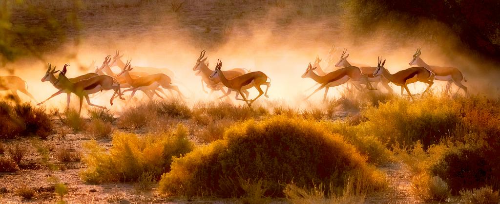 Springbok on the Run by Suzanne Calder - SSPS