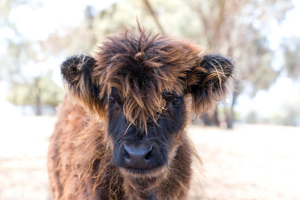 Bad Hair Day by Pamela Wheeler