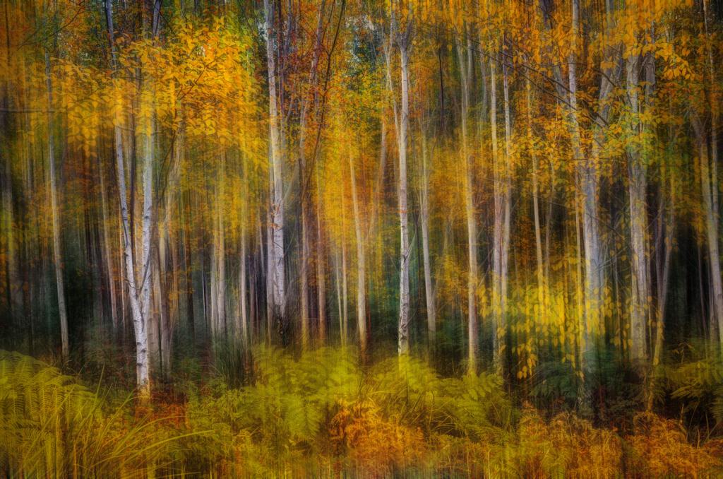 Autumn Trees by Peter Hammer