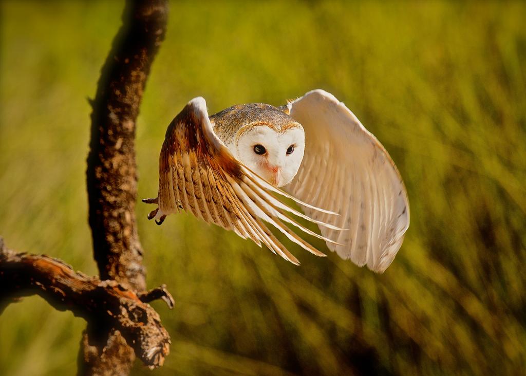 Barn Owl by Duncan Baker