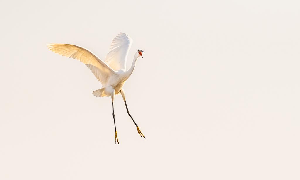 Egret Landing by Peter Calder