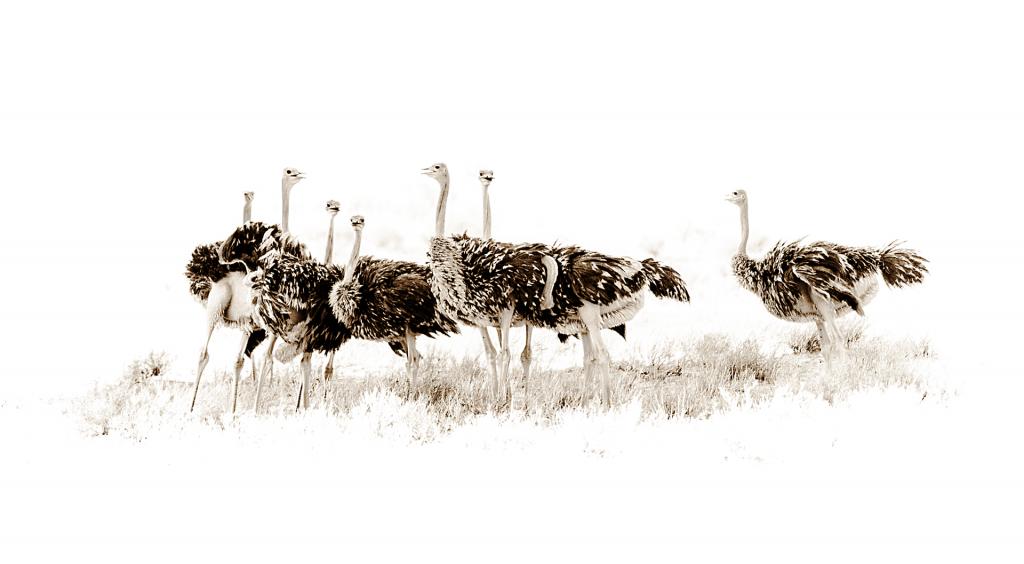 Flock of Ostriches by Peter Calder