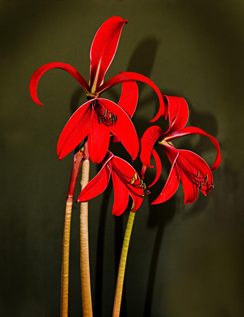 Red Aztec Lillies by Wendy Chapman