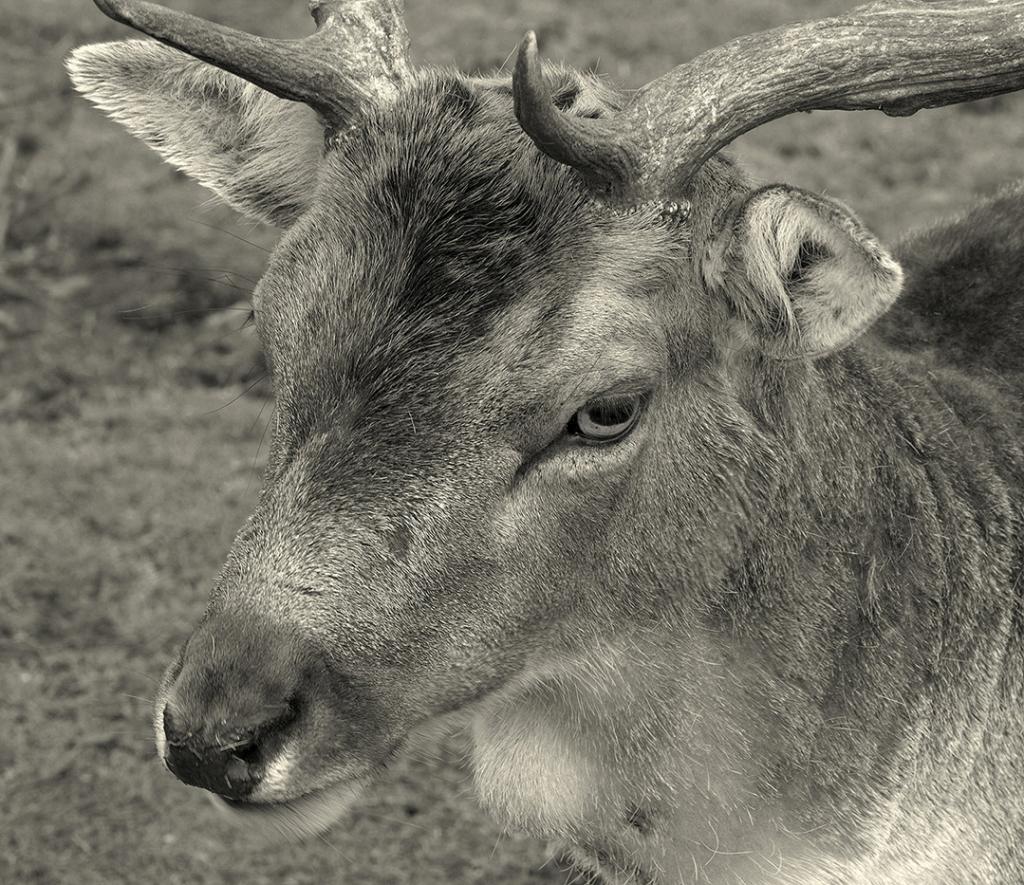 Young Deer by Gordon Young