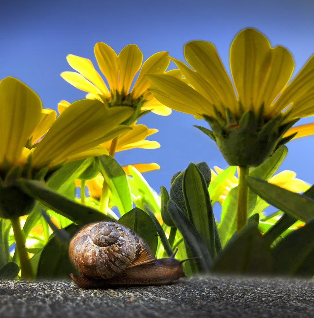 In My Garden by Margaret Edwards