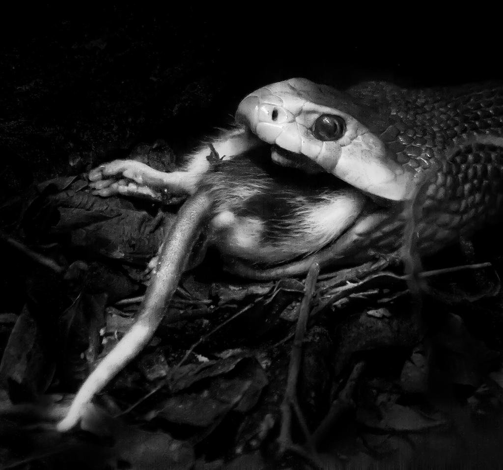 Nature can be cruel by Wendy Chapman