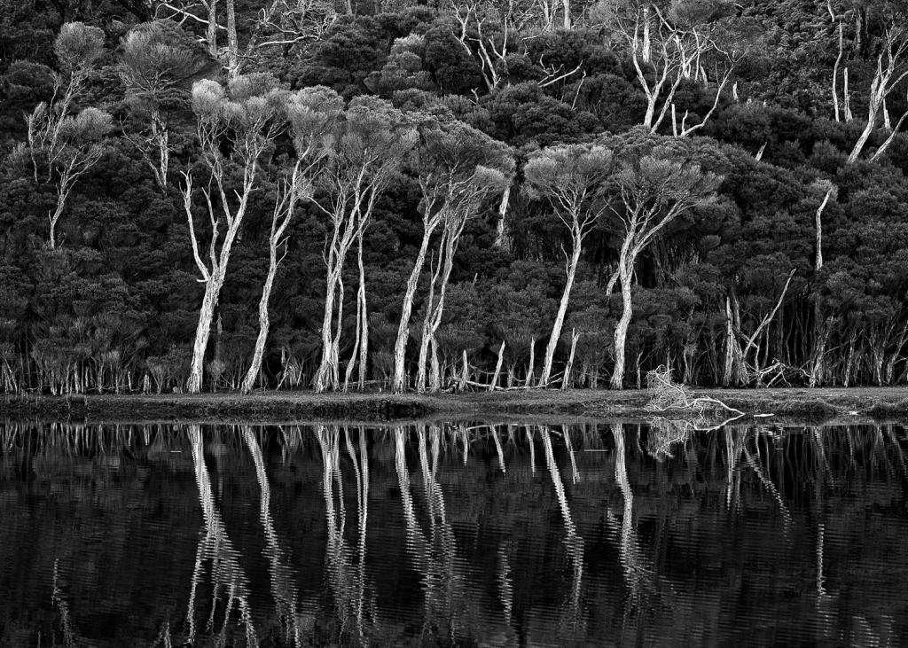 Bank of Silver Trees by Peter Franz