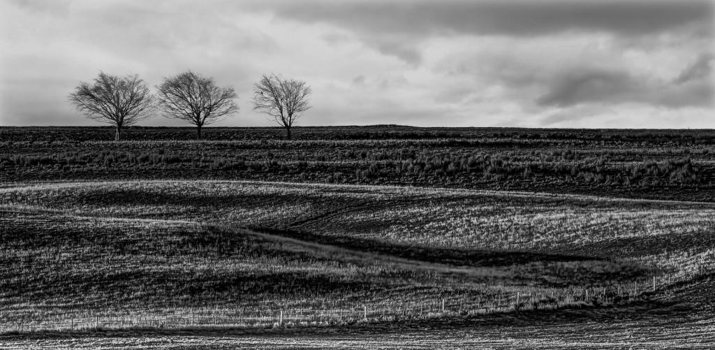 Three Trees and a Bird by Peter Hammer