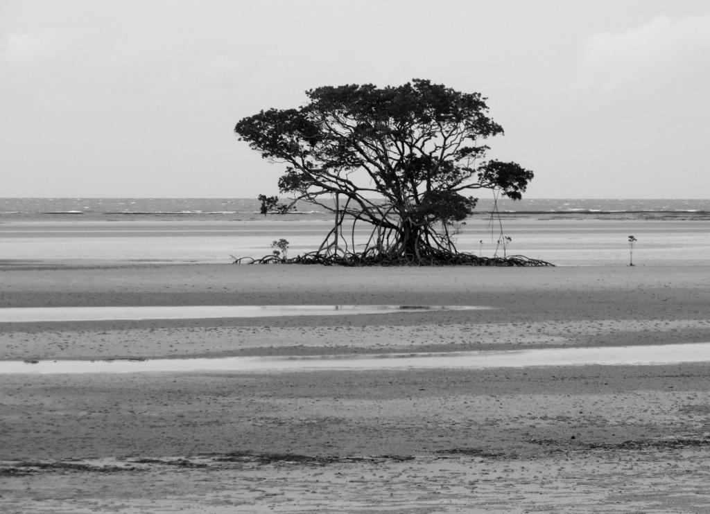 Mangrove by Jocelyn Wood