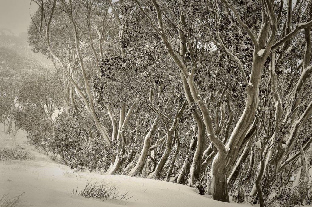 After the Snowfall by Margaret Edwards