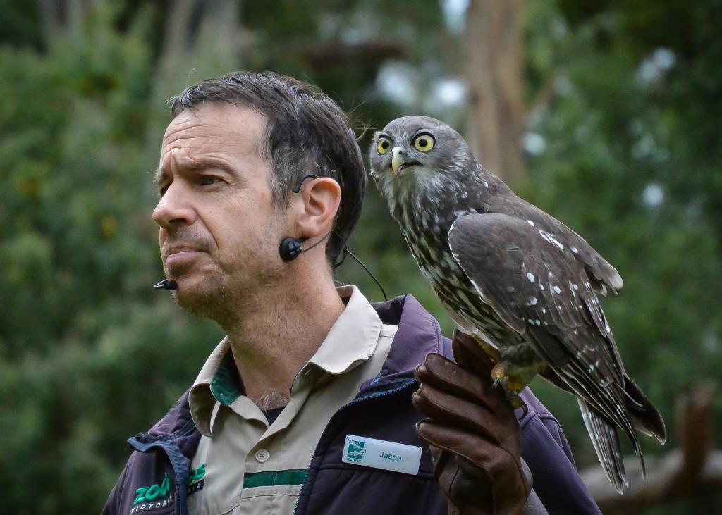 Bird Handler with Barking Owl by Lee Lynch