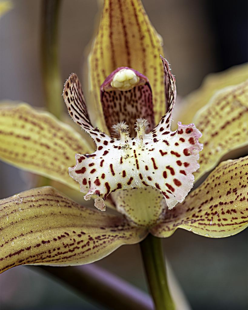 Orchid by Liz Furey