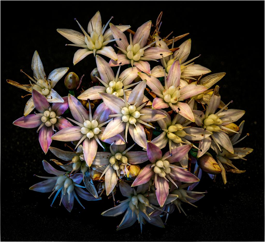Star Flower by Jon Furey