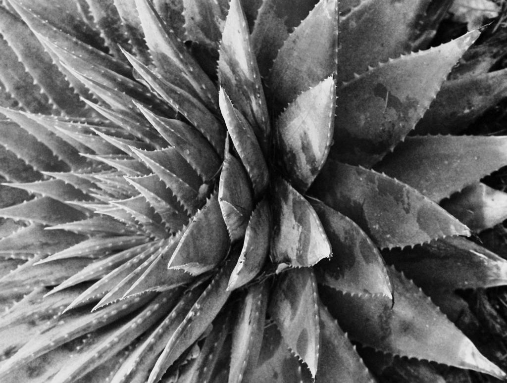 Sharks Tooth Agave by Chris Fitzgerald