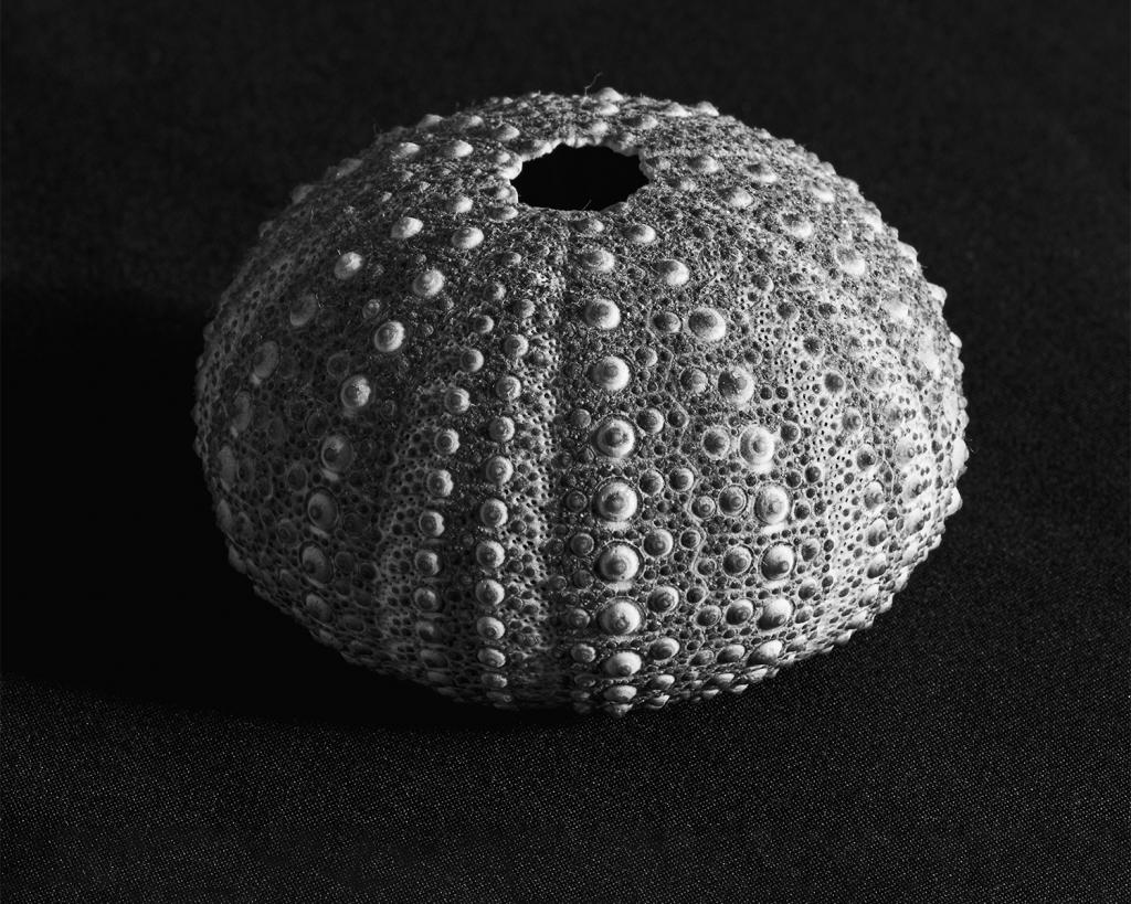 Sea Urchin Shell by Liz Furey