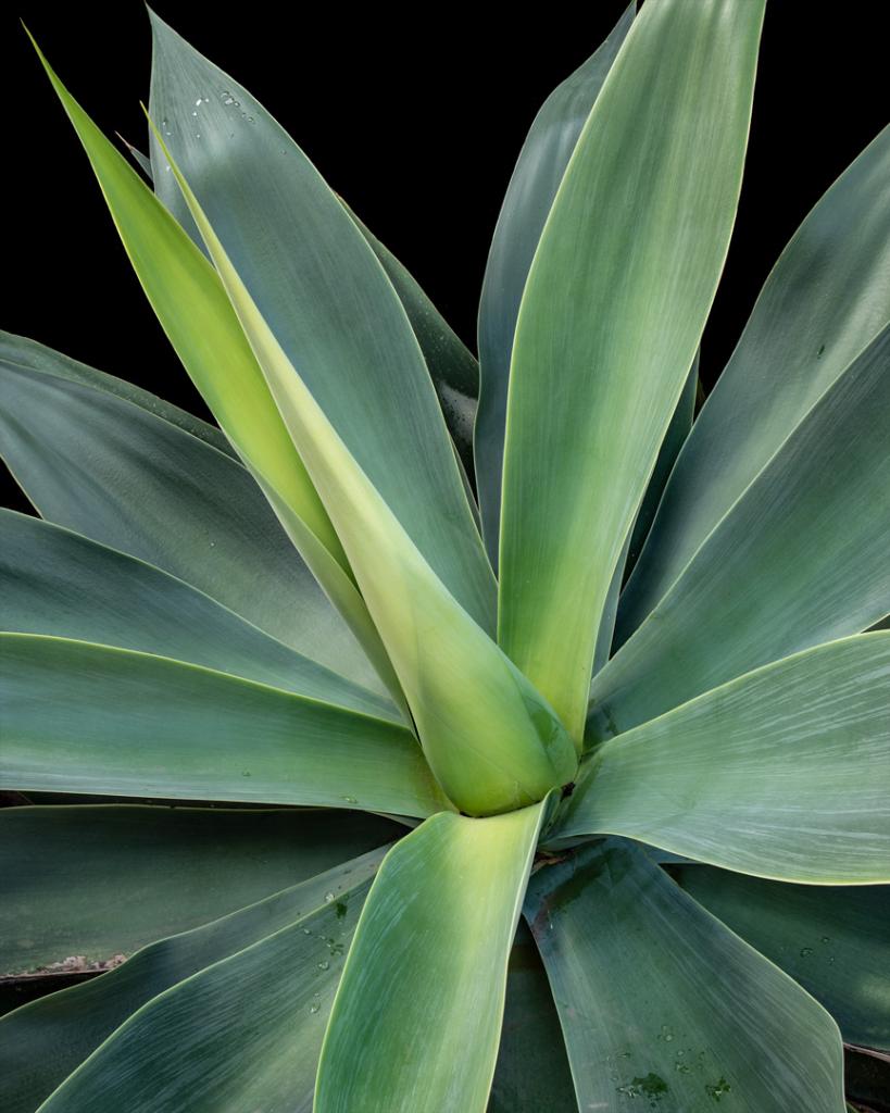 Agave by Graeme Addie