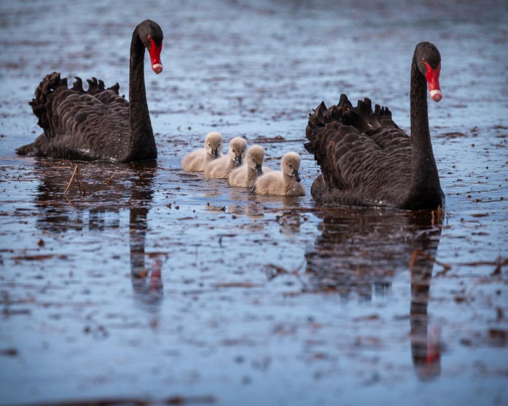 Four signets by Philip Maxwell