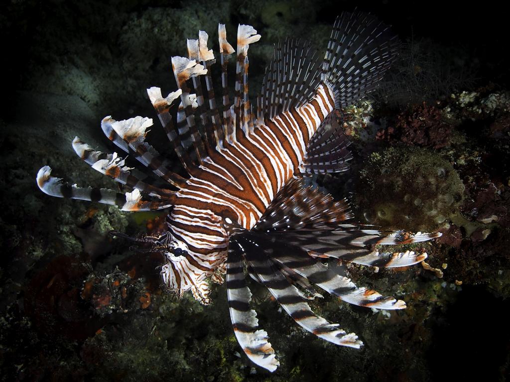 Lion Fish on Reef by David Reinhard