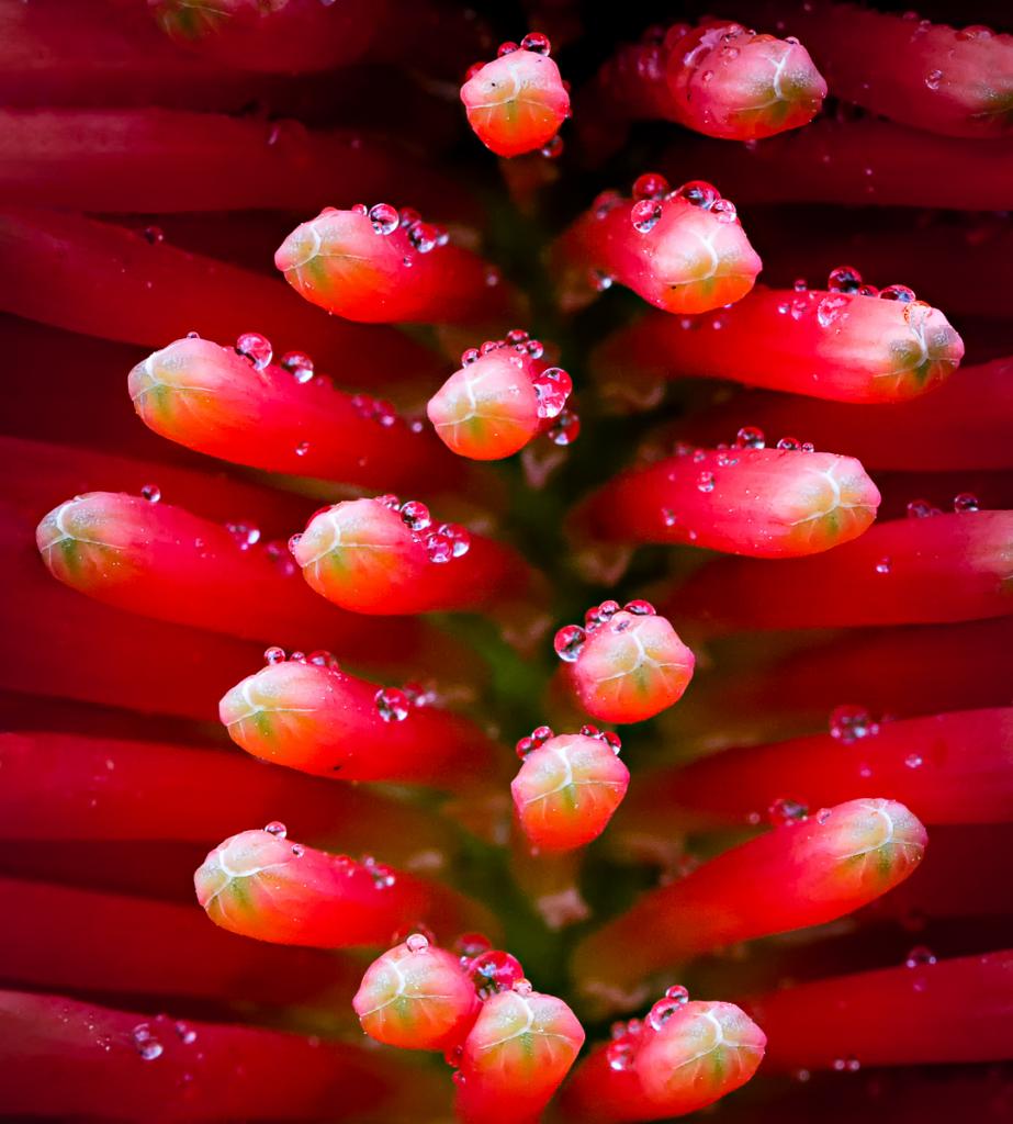 Watery Red Hot Poker by Peter Franz