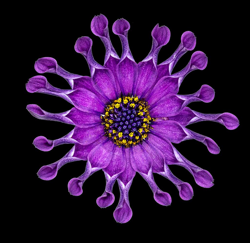 Purple Flower by Margaret Edwards