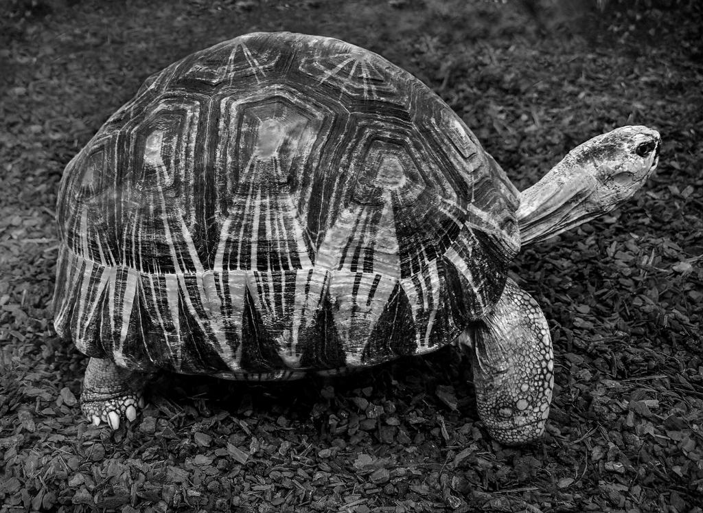 Tortoise shell by Glenda Urquhart