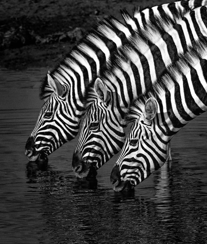 Zebra Stripes by Suzanne Calder