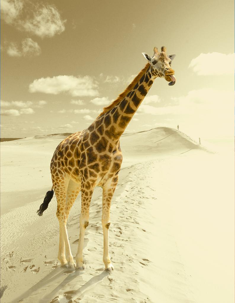 Shorty by David Jenkins