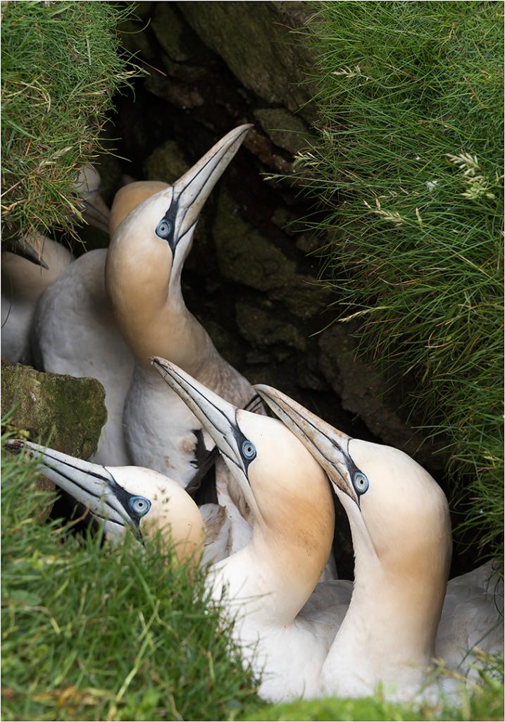 Crowded Nest by Valerie Earl