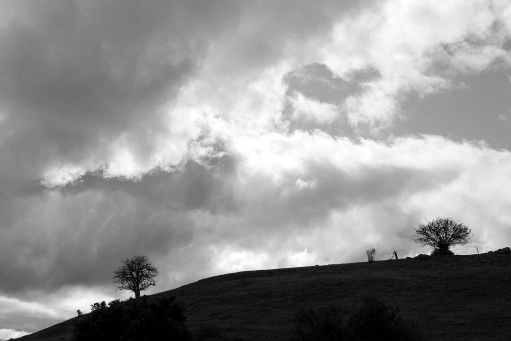 Hill Trees by Michelle Brasington