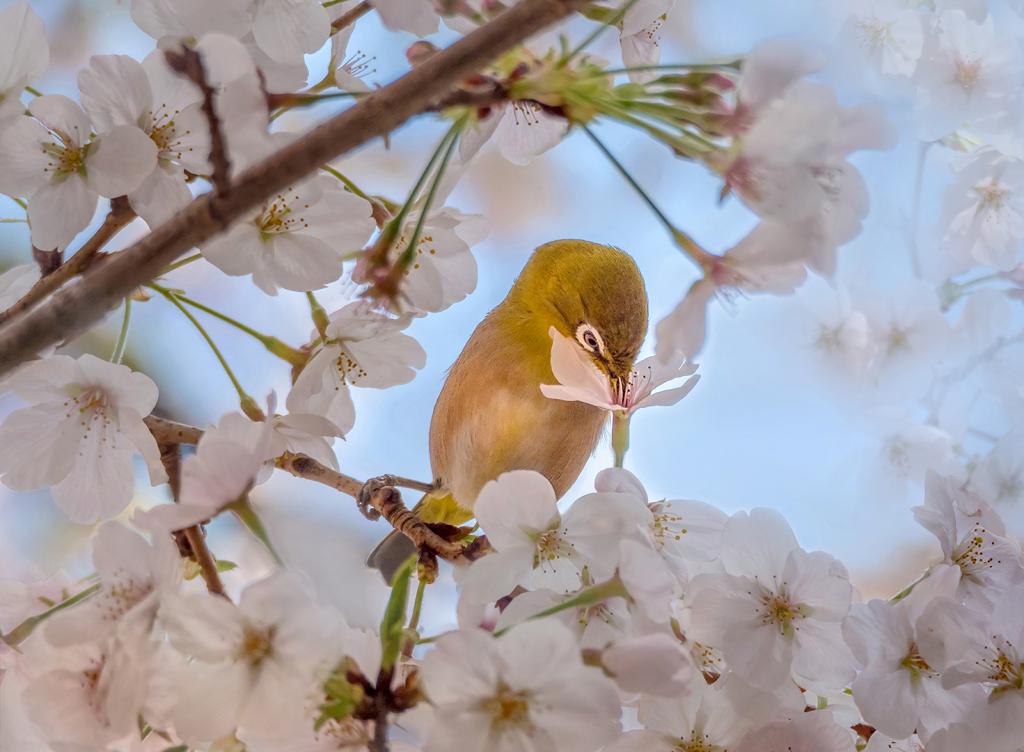 Silvereye on cherry blossom by Michiko Iida
