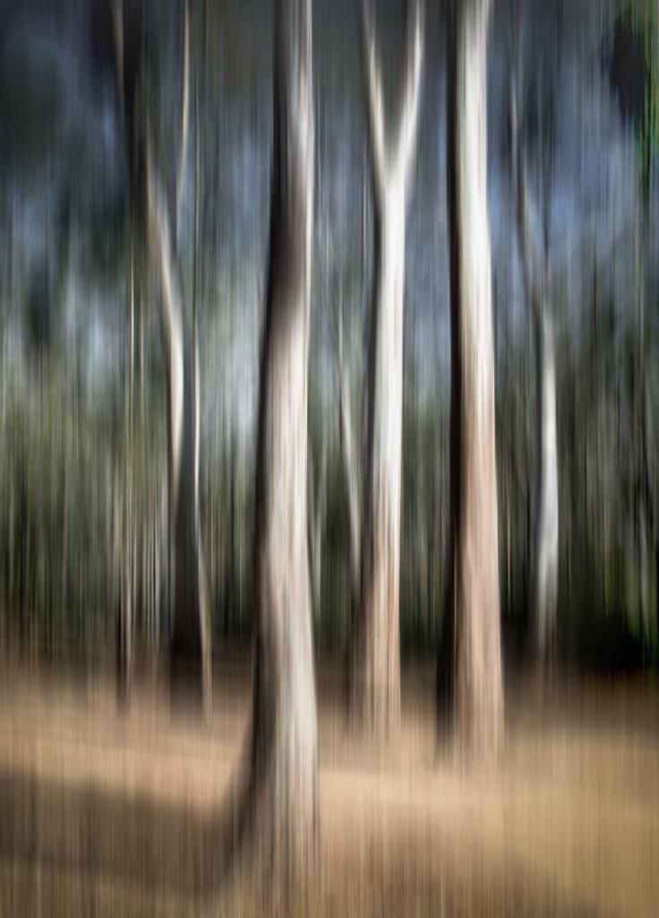 Edward River Gums by Brian Seddon