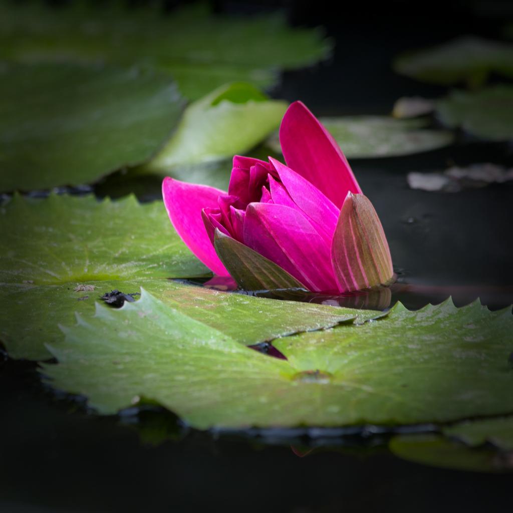 Waterlily 2 by Karen McDonald