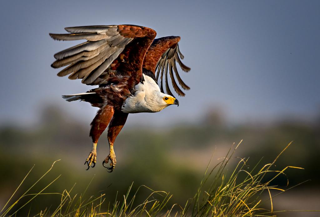 African Fish Eagle Takeoff by Peter Calder