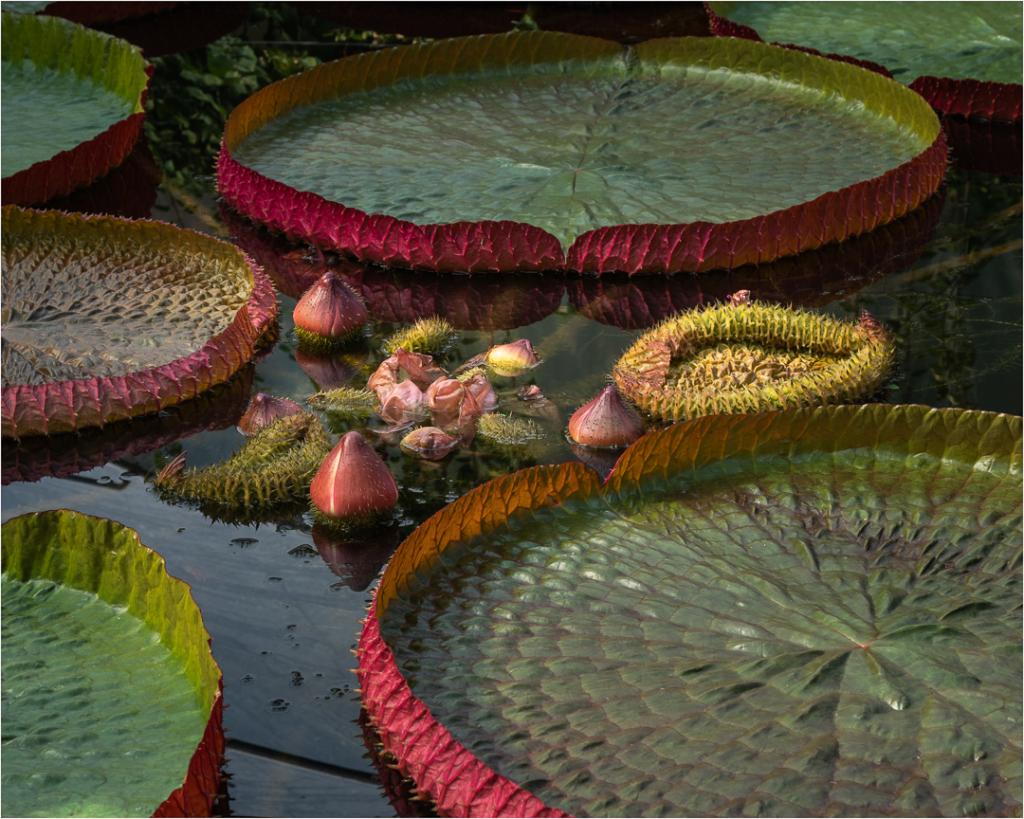 Lily Pad Life by Alan Stevens