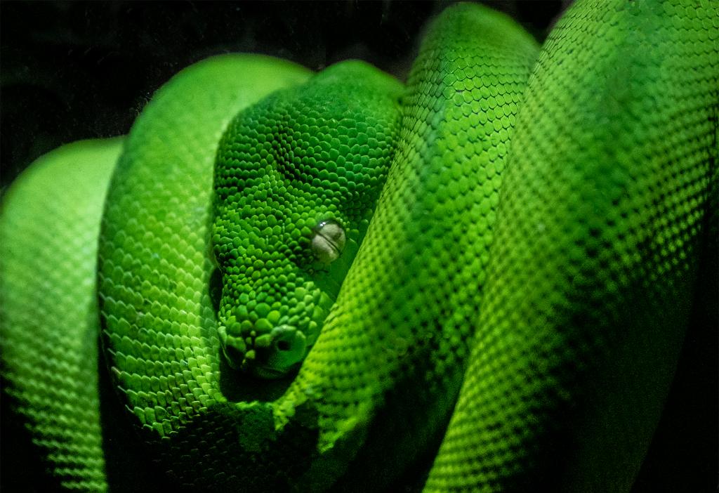 Green Tree Python by Chris Costello