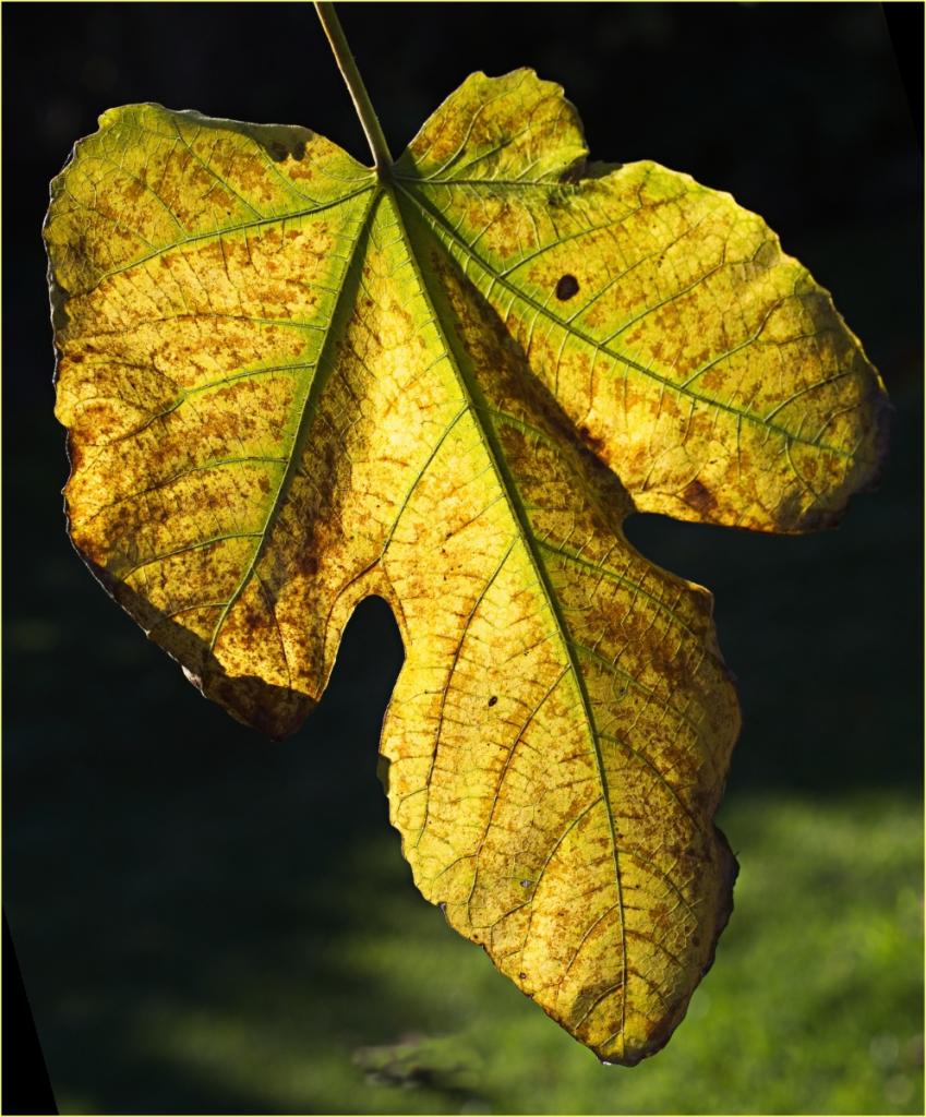 Fig Leaf&#039;d alone by John Thomson