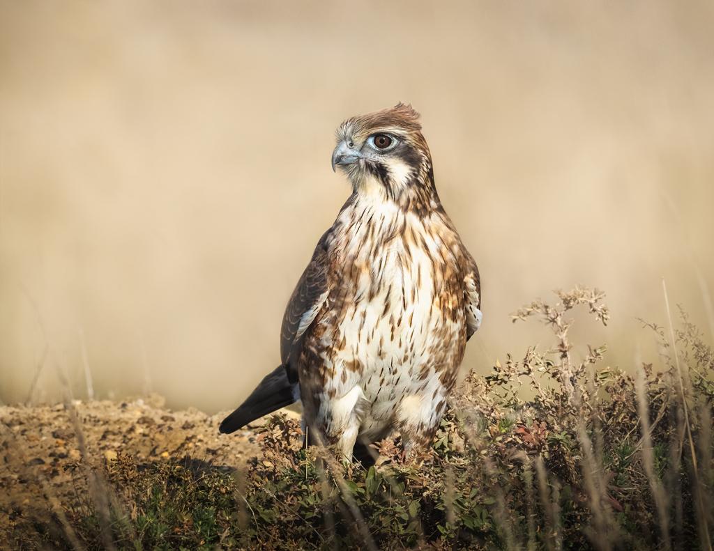 On alert by Michiko Iida