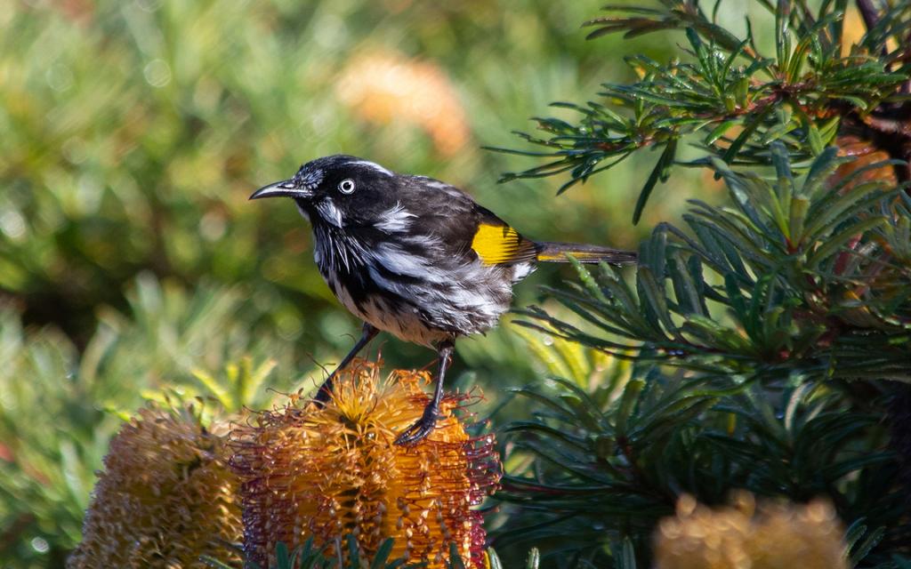 New Holland Honeyeater by Karen McDonald