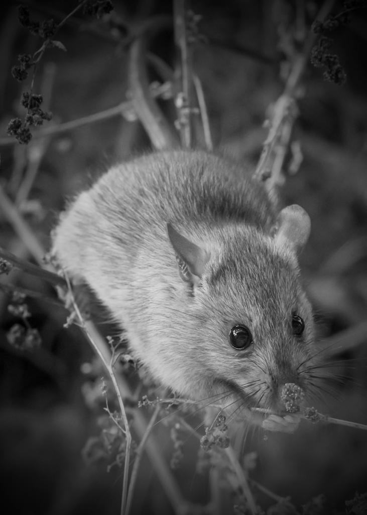 Rattus outside my window by Caroline Mann
