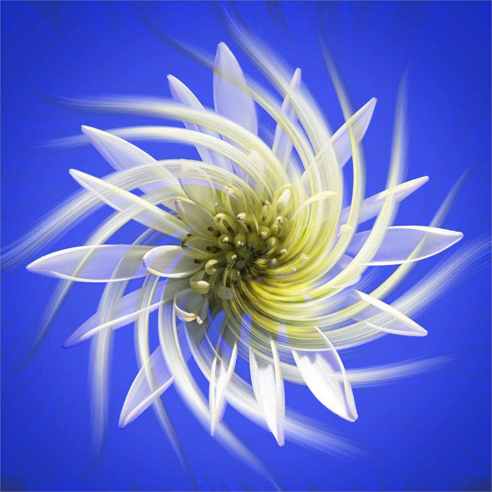 Twirling daisy by Anne James