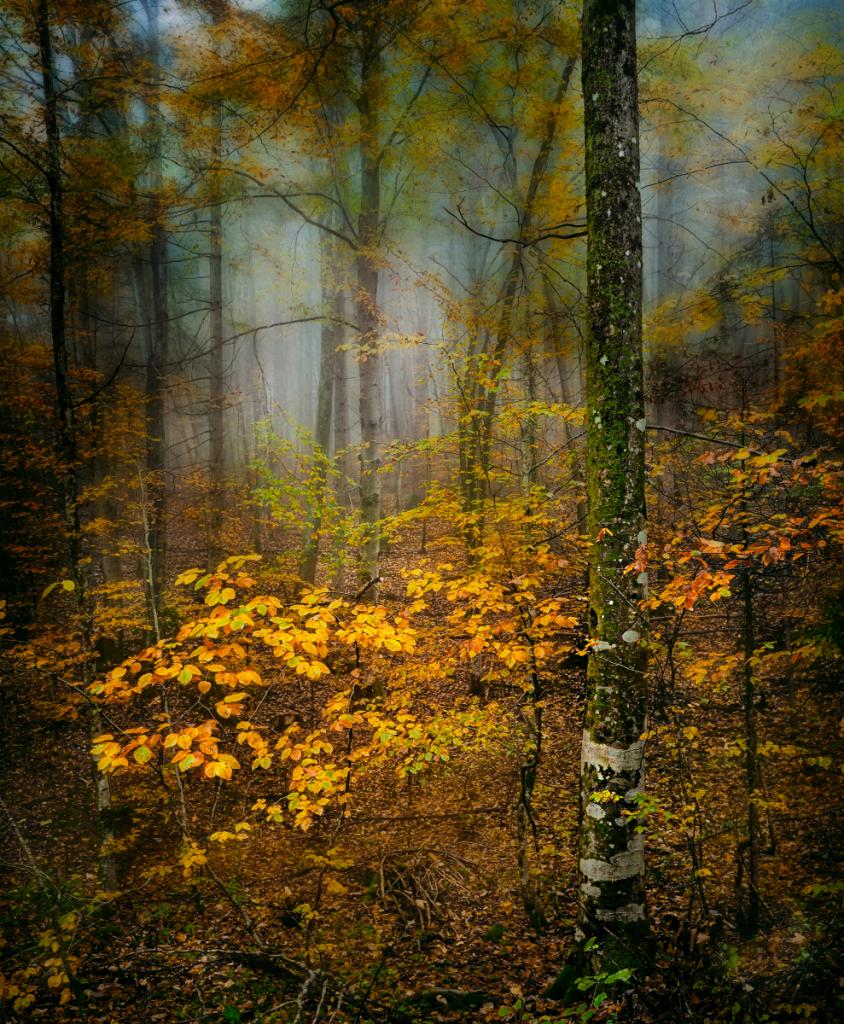 Autumn Forest by Peter Hammer