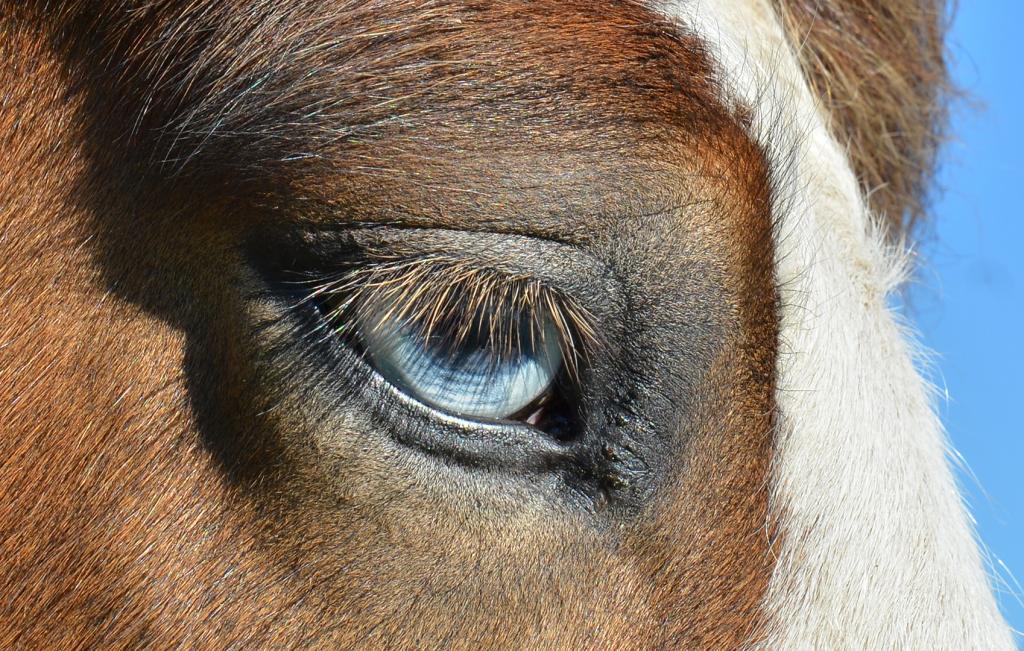 Blue Eye by Margaret Edwards