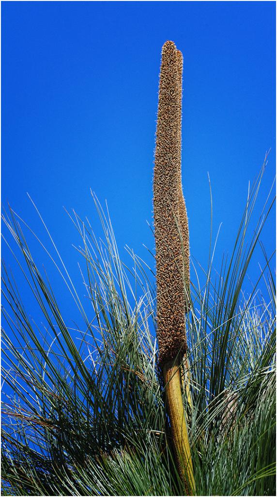 Grass Tree Flower by Bob Clothier