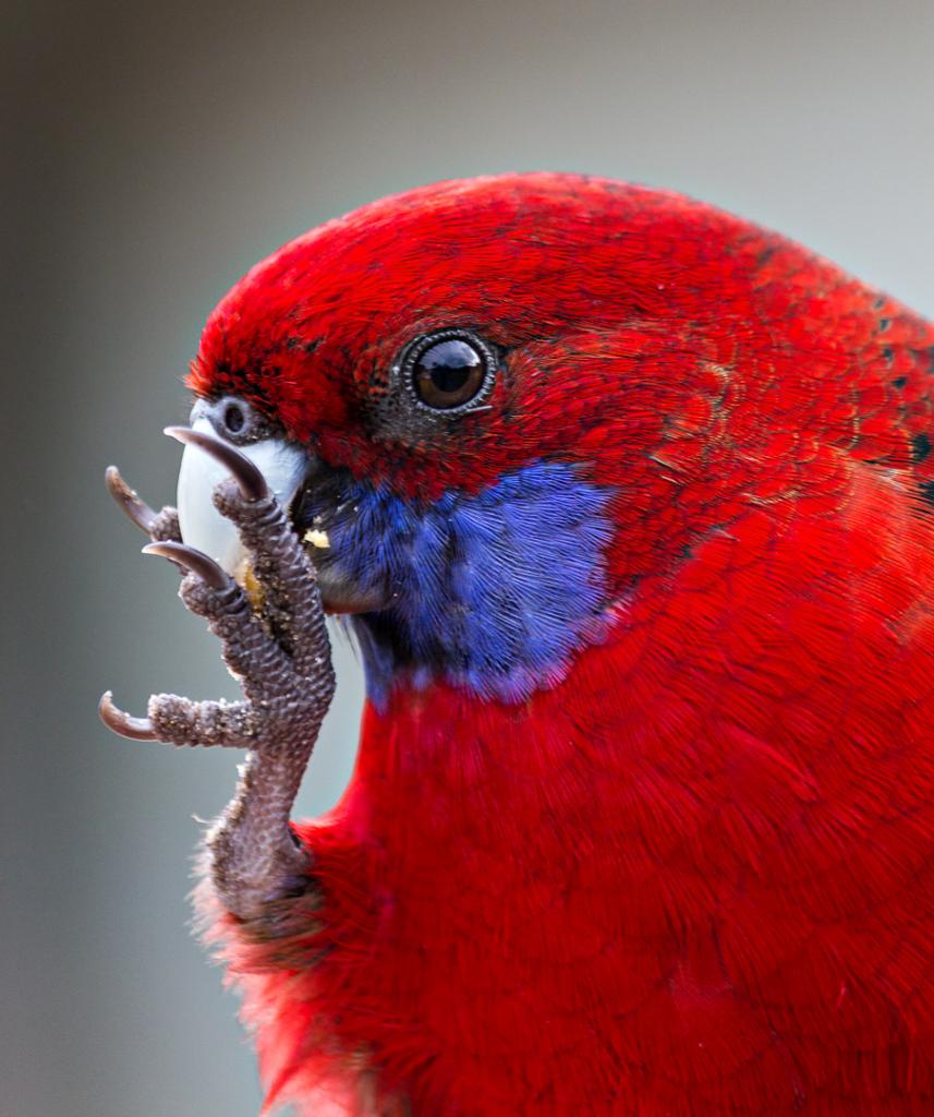 Crimson Rosella by Peter Franz