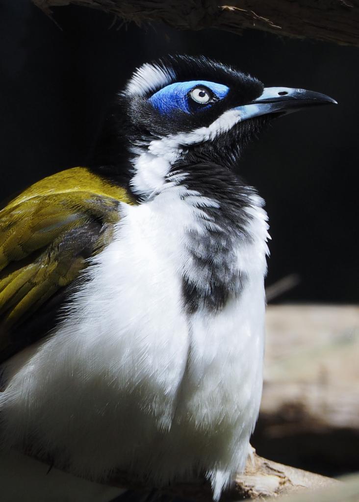 Blue Faced Honeyeater by Chris Costello